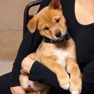 柴犬風困り顔の可愛い優しい男の子