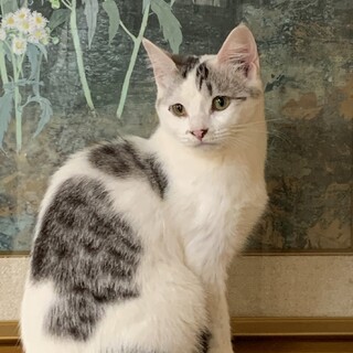 ずっとのお家を募集中