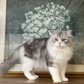 ずっとのお家を募集中