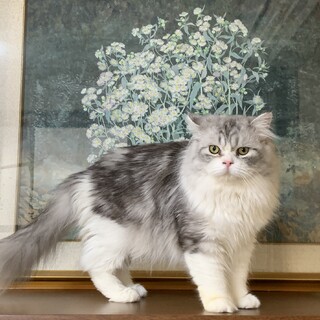 ずっとのお家を募集中