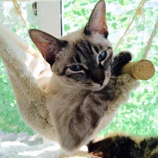 ブルーアイズの甘えん坊♡