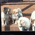 【里親決定】約２ヶ月の子犬♀ 中型犬