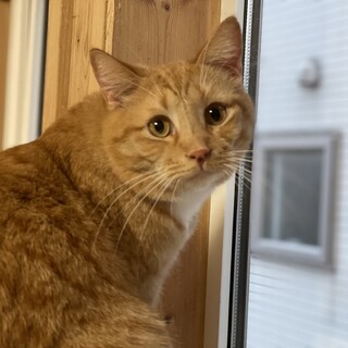 優しい顔のスコマンチ♡