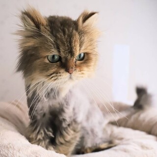 プリン♡しあわせにゃんこになりました