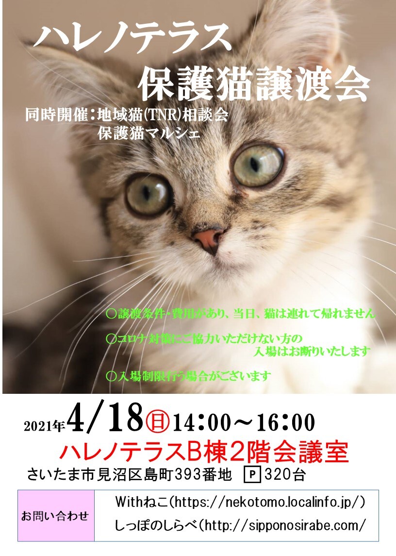プリン しあわせにゃんこ 埼玉県 猫の里親募集 ペットのおうち 月間利用者150万人