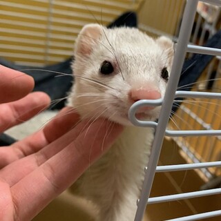 おだやかなフェレット女の子です