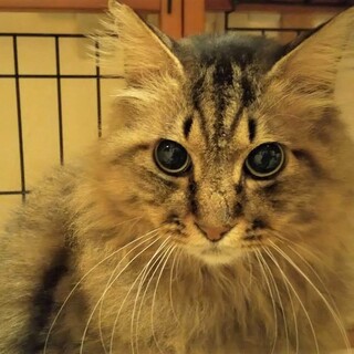 【再掲】美猫パトリックに穏やかな生活を！