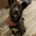 白靴下のアリーズ