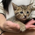 子猫のえむたろう