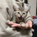 子猫のたわし　