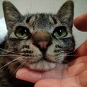 【すみチュミ】おかげさまで里親様が決まりました。