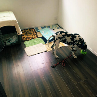 緊急募集！　ダリくん