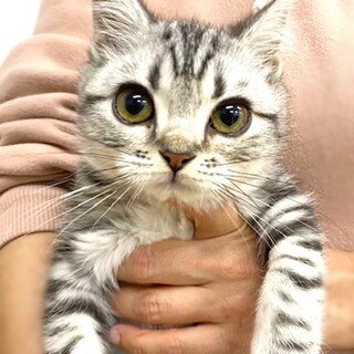 アメリカンショートヘア 子猫 里親募集情報 ペットのおうち 月間利用者150万人