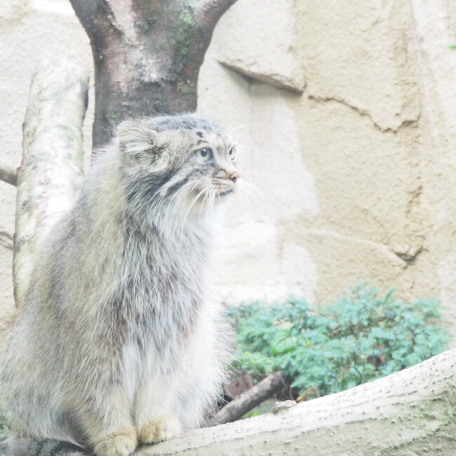こはくにれのカバー写真
