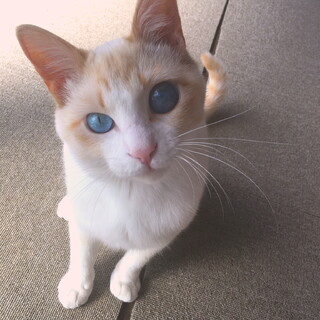 里親様が決まりました。ありがとうございました！