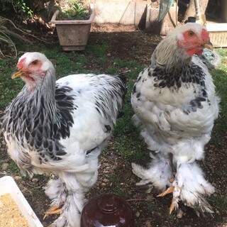 鶏 ブラマ 若鳥 オス 2羽 
