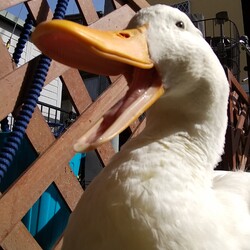 「あひる の あくび」サムネイル2