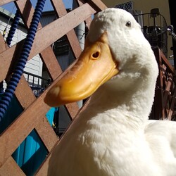 「あひる の あくび」サムネイル3