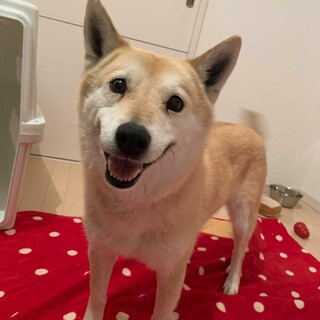 なつっこくかわいいこ