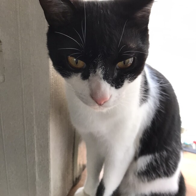 はちわれのくうちゃんのカバー写真