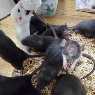 ファンシーラットです