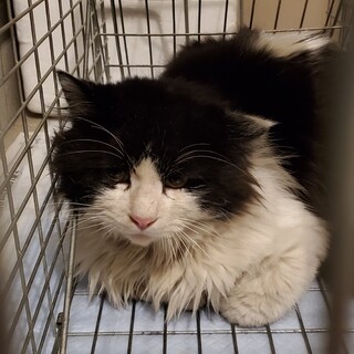 交渉中5/1よりトライアル　長毛ハチワレポムちゃん