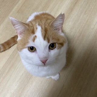 成猫 人馴れ抜群はるのぶ君