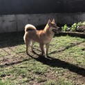 【急募】1歳と4ヶ月の元気な柴犬の男の子
