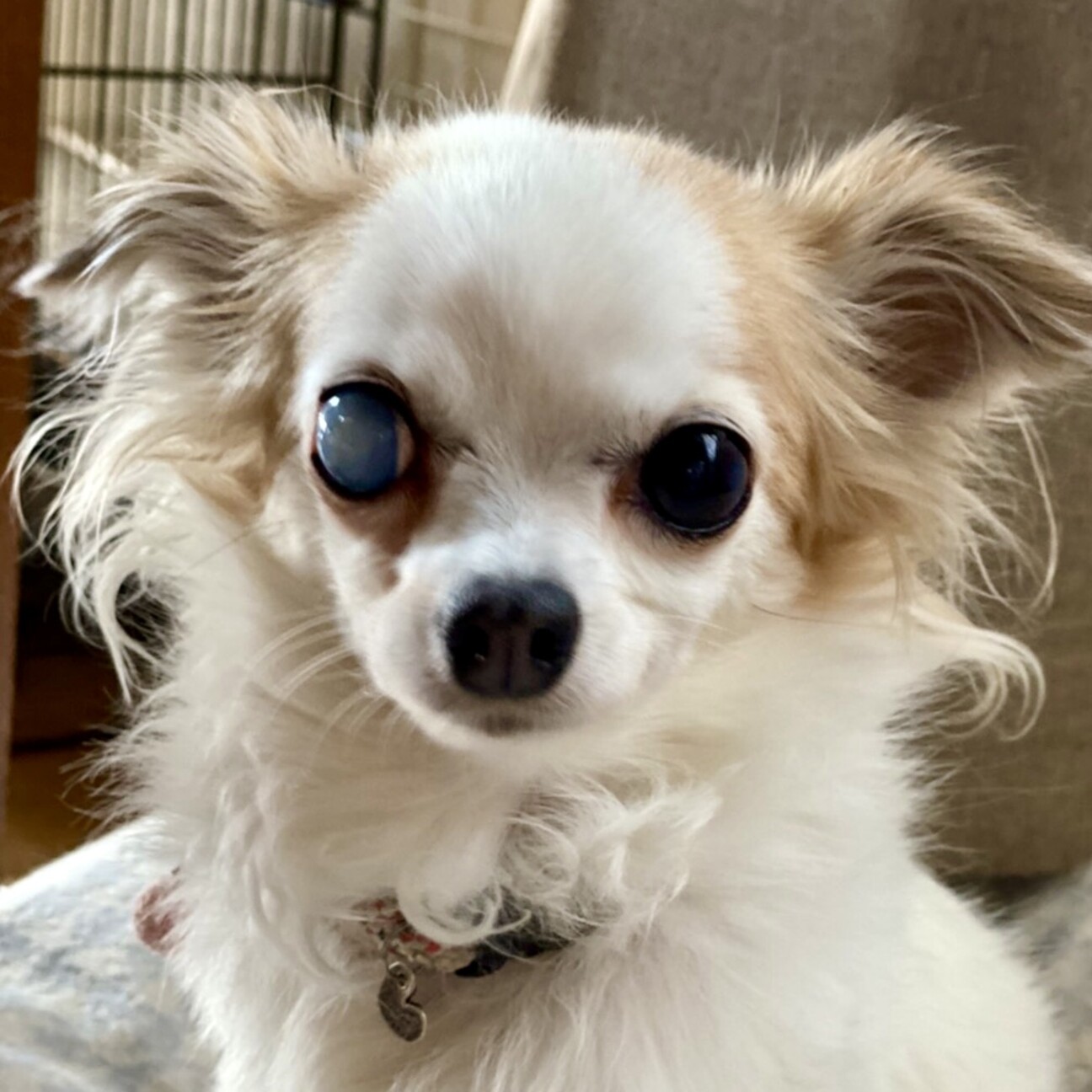 安濃 あのう チワワ度 埼玉県 犬の里親募集 ペットのおうち 月間利用者150万人