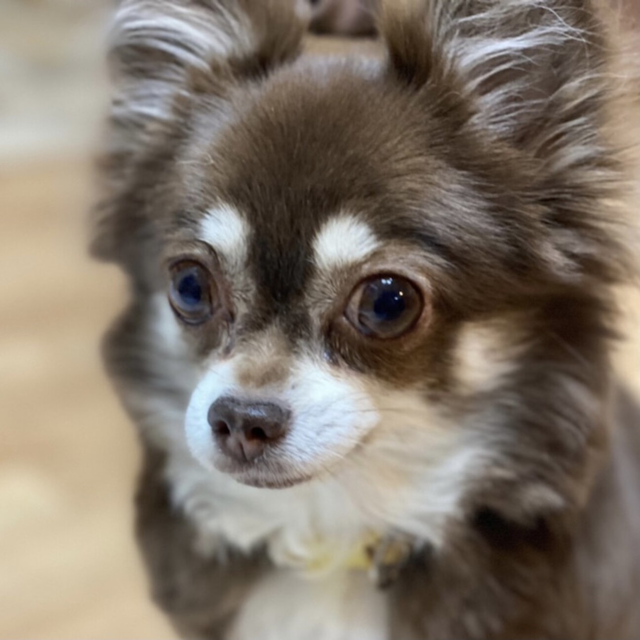 甘楽 かんら ちょっと怖 埼玉県 犬の里親募集 ペットのおうち 月間利用者150万人