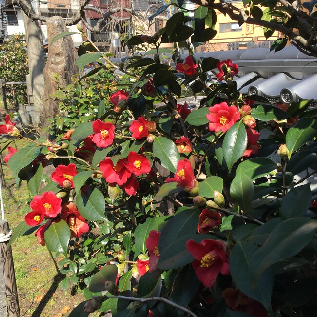 まとはるのカバー写真