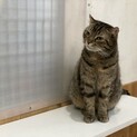 ホワイトデー生まれのアメリカンカール♡