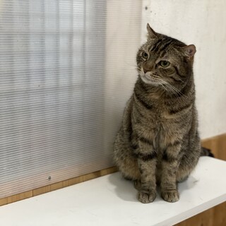 ホワイトデー生まれのアメリカンカール♡