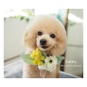 人馴れ頑張ってますトイプードル♀サニーちゃん