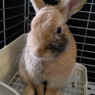保護うさぎ、こうたくん