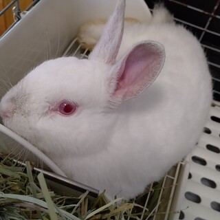 保護うさぎ かいとくん 三重県 小動物の里親募集 ペットのおうち 月間利用者150万人