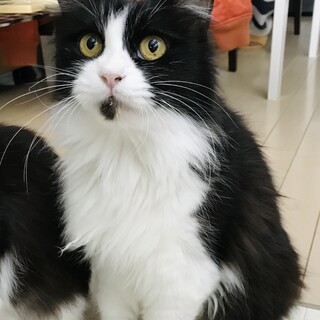 猫が大好きハチワレ長毛の「カルーちゃん」