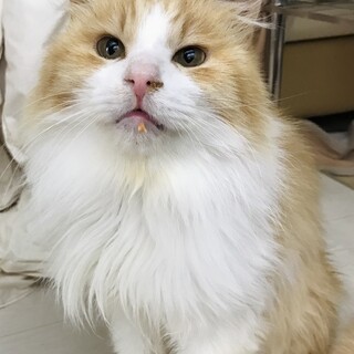 茶白長毛ふわふわ「チャチャ君」