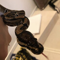 ボールパイソン　アダルト　里親募集