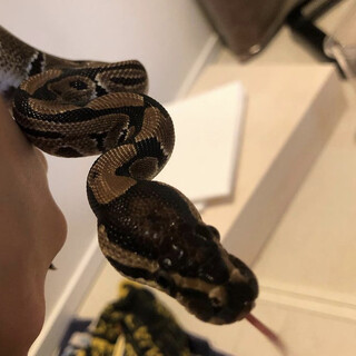 ボールパイソン　アダルト　里親募集