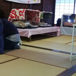 第１５回保護猫譲渡会in山口県 サムネイル3