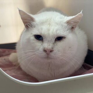 おしゃべり大好き《ひかる君》