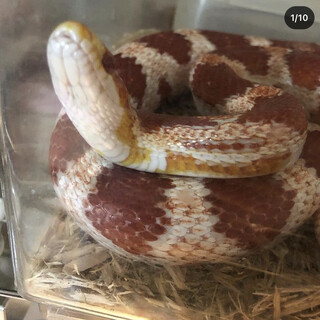 コーンスネークアダルト里親募集