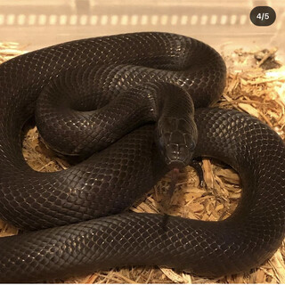 メキシカンキングブラックスネーク里親募集
