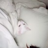 の写真