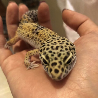 ヒョウモントカゲモドキ　里親募集