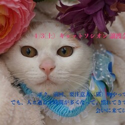 ＊キャットソシオン譲渡会＊第101回