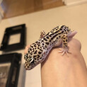 ヒョウモントカゲモドキ　里親募集