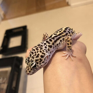 ヒョウモントカゲモドキ　里親募集