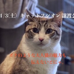 ＊キャットソシオン譲渡会＊第101回 サムネイル2